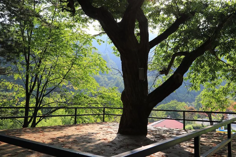 매봉힐링캠프 8