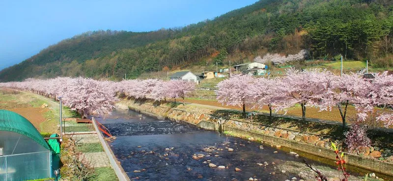 소나무 풍경 펜션 야영장 6