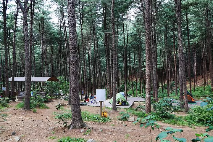 호명산잣나무숲속캠핑장