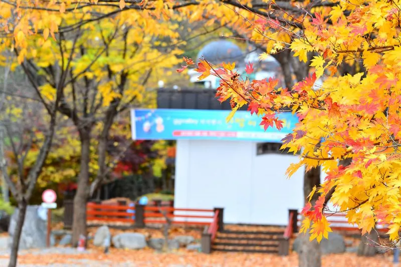 지지벨리 유명산 오토캠핑장 11