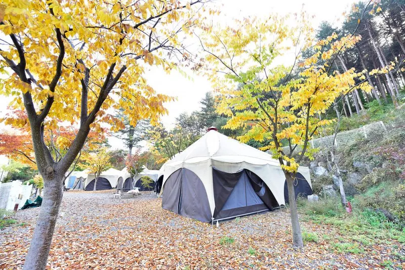 동물카라반 8