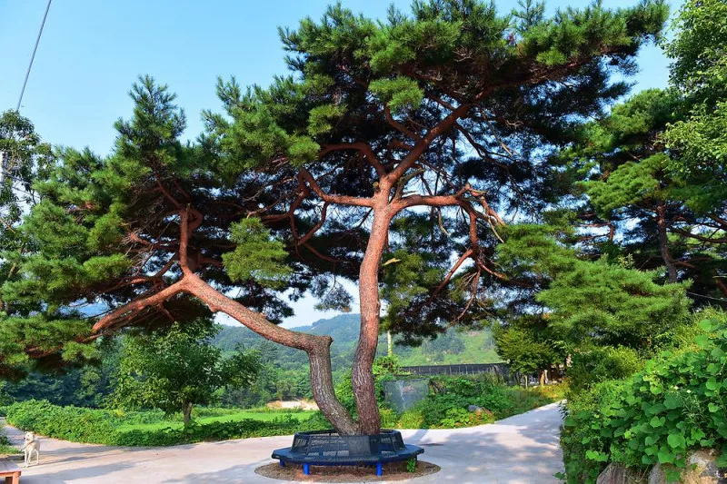 무주 솔밭야영장 10