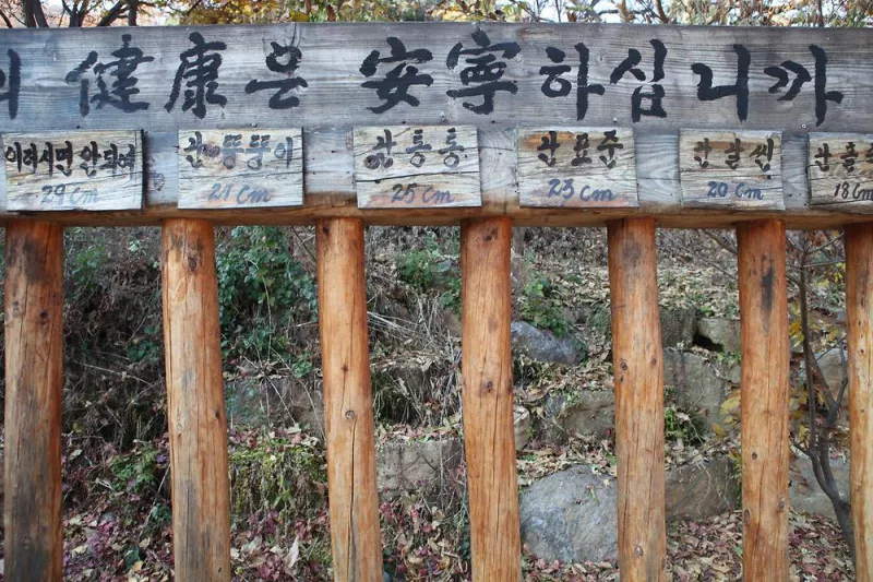 비학농원캠핑장 8