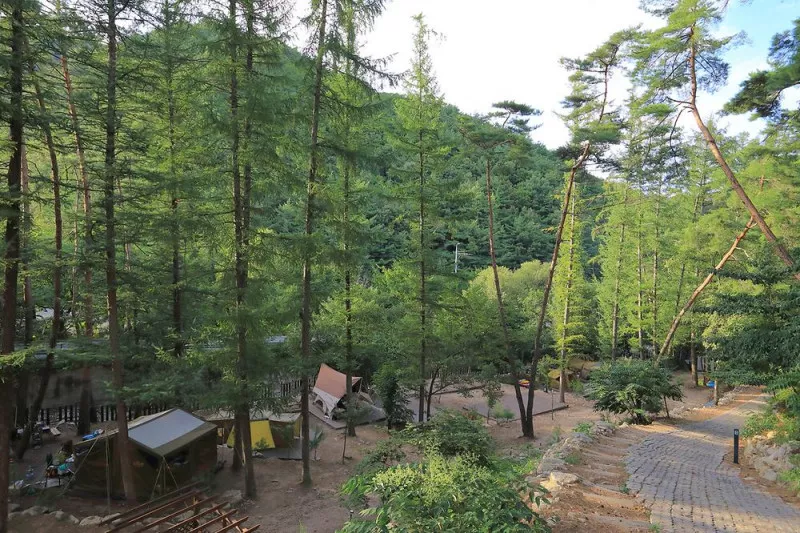 소나무숲아래 2