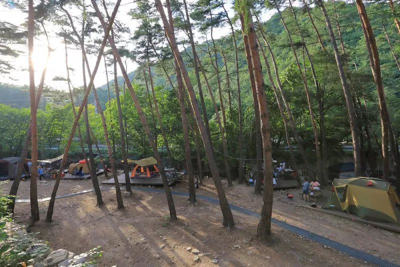 소나무숲아래 3