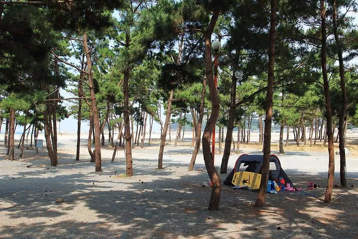 어은돌송림캠핑장 1