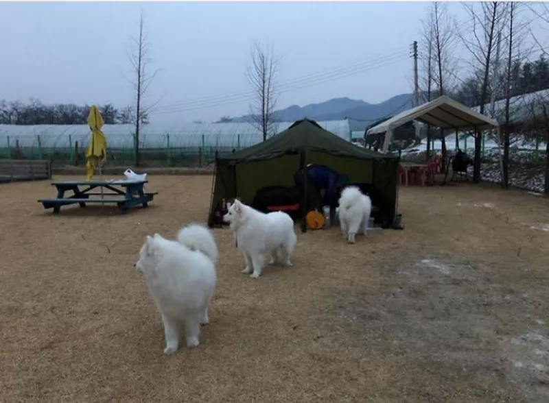 랩도그빌애견캠핑장 5