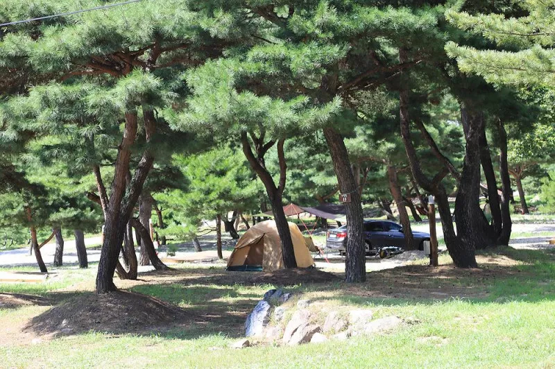 숲속의야영장 3