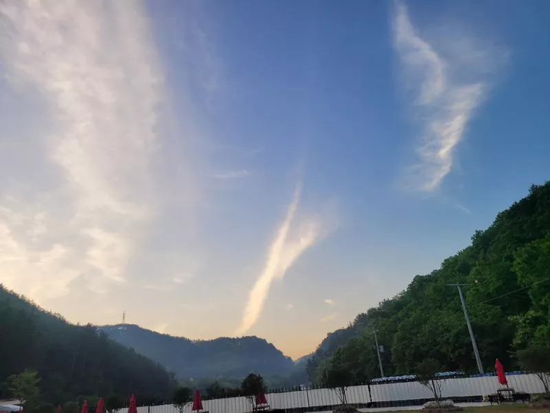 대암 팜트리 10
