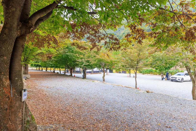 포레스트캐빈앤캠프 6