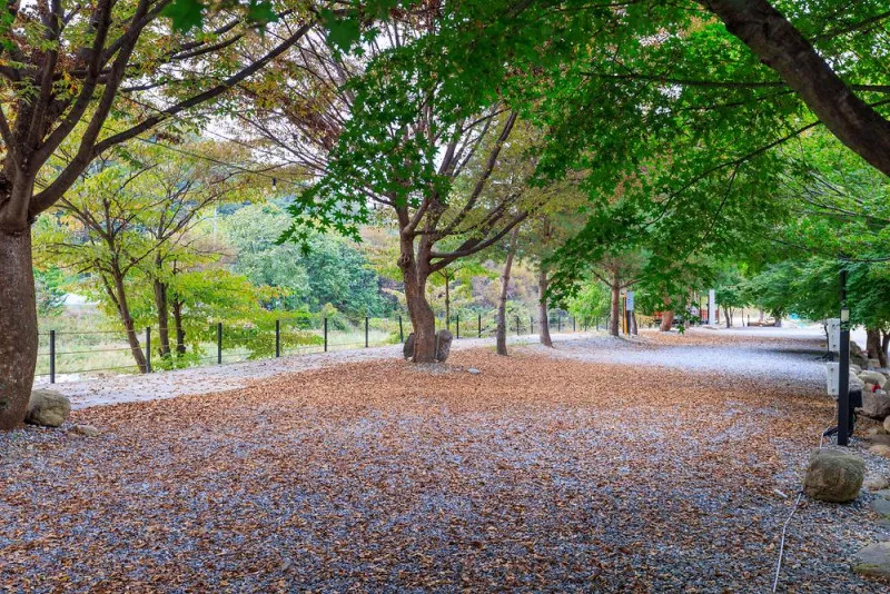 포레스트캐빈앤캠프 7