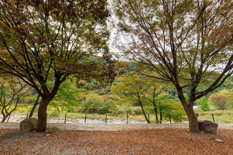 포레스트캐빈앤캠프 5