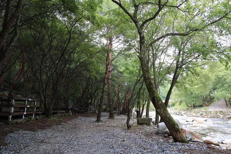 상동 장산 야영장 8
