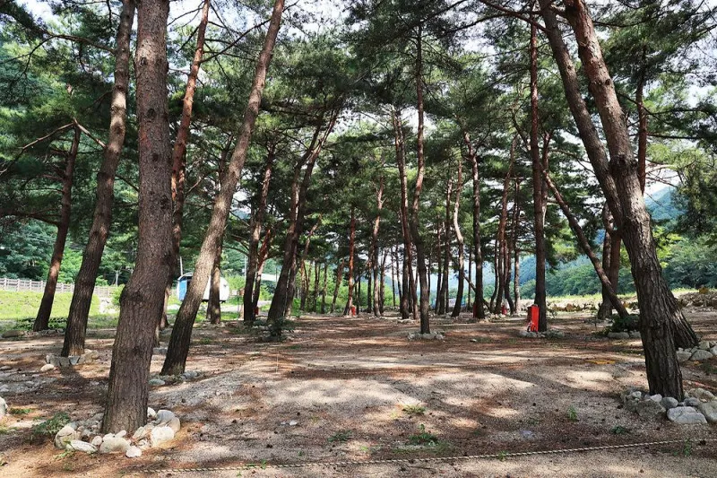 한계2리 솔밭야영장 7