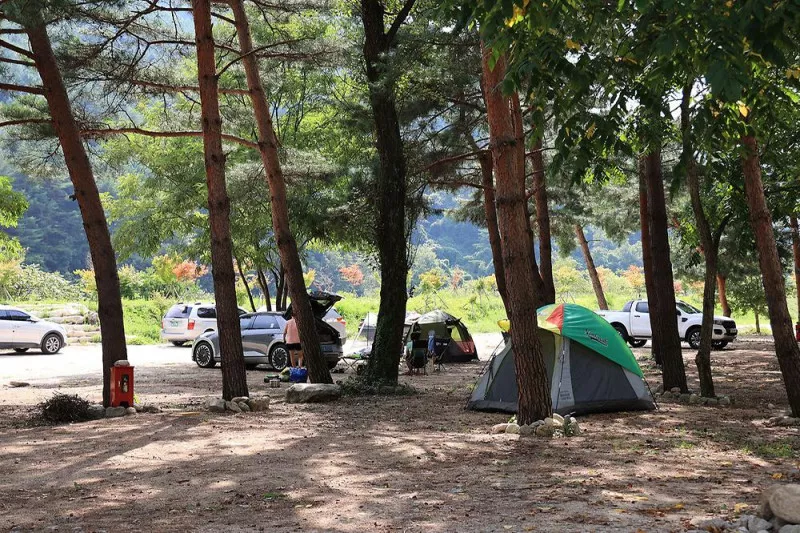 한계2리 솔밭야영장 3