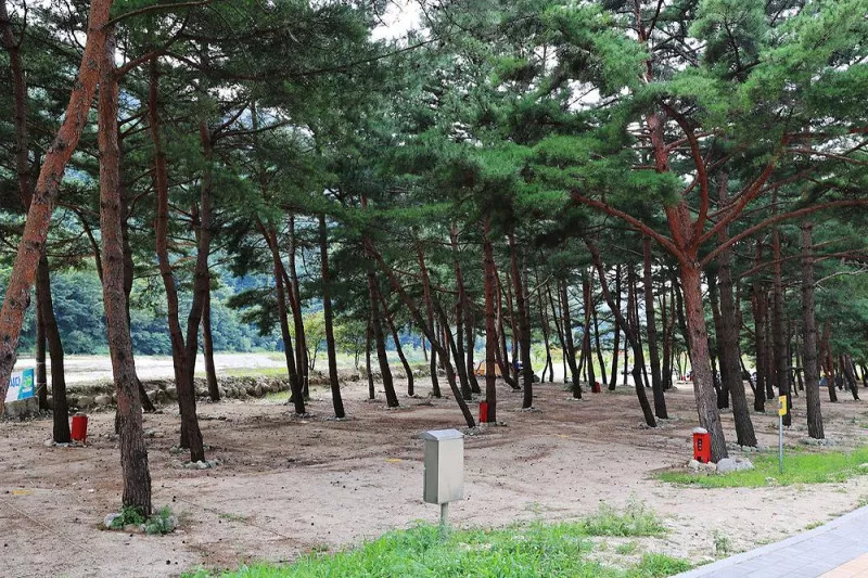 한계2리 솔밭야영장 11