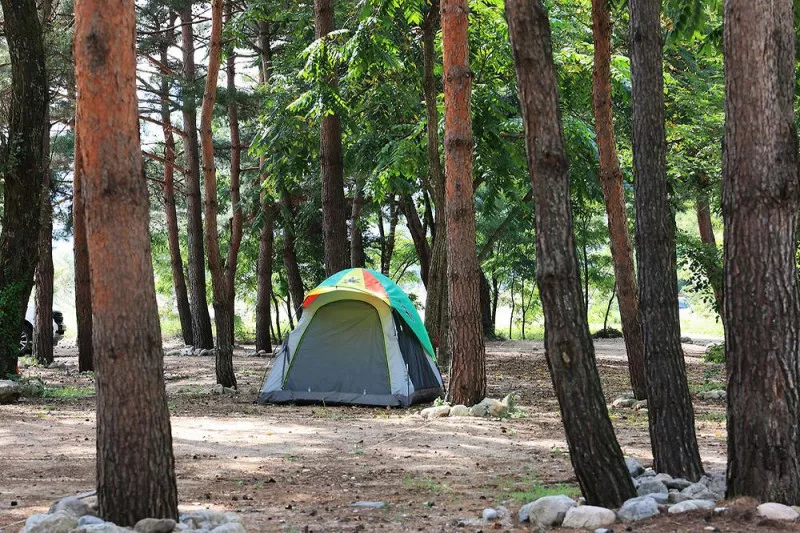 한계2리 솔밭야영장 5
