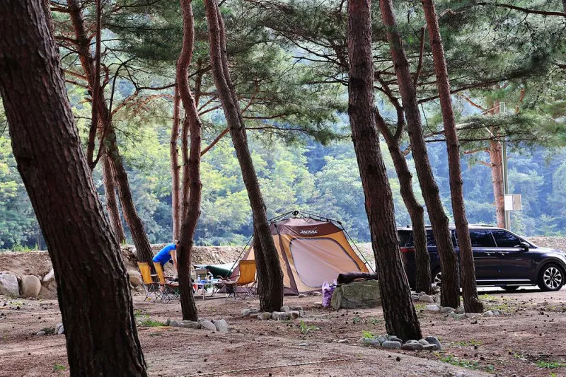 한계2리 솔밭야영장 8