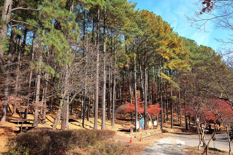 백운산 자연휴양림 야영장 4