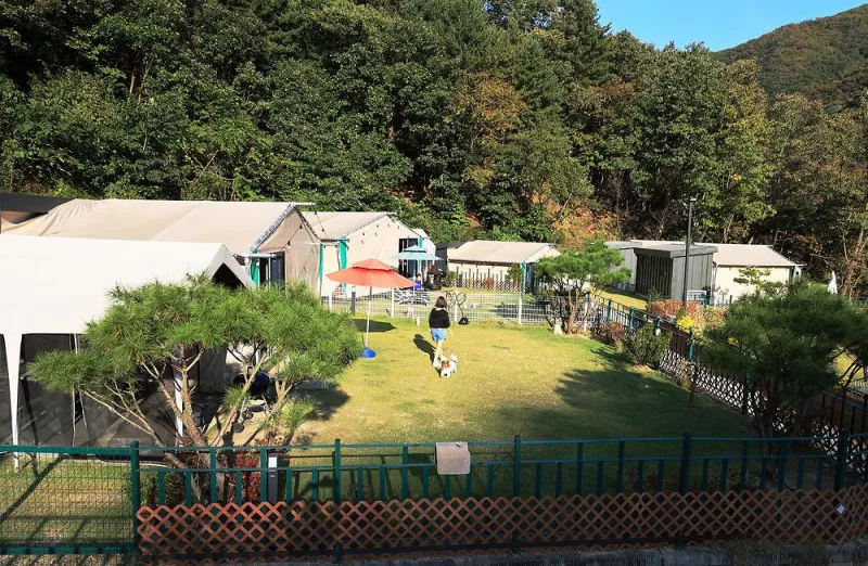캠프위드펫&애견글램핑 10