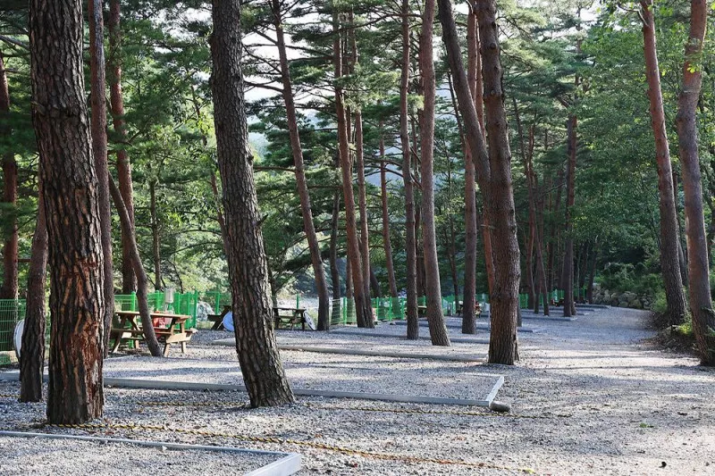법수치오토캠핑장 5