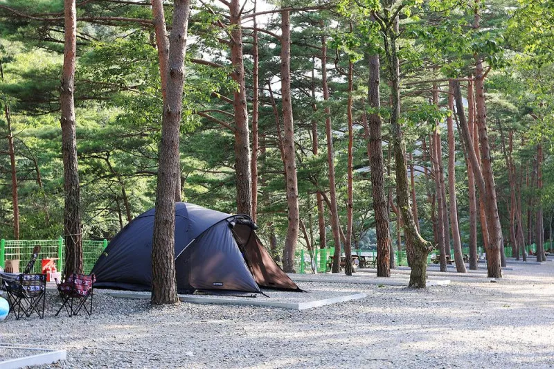 법수치오토캠핑장 4