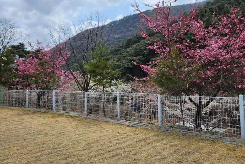 별품은 숲속 캠핑장 9