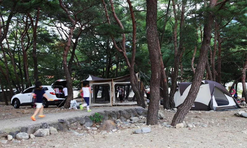 대포숲캠핑장 6
