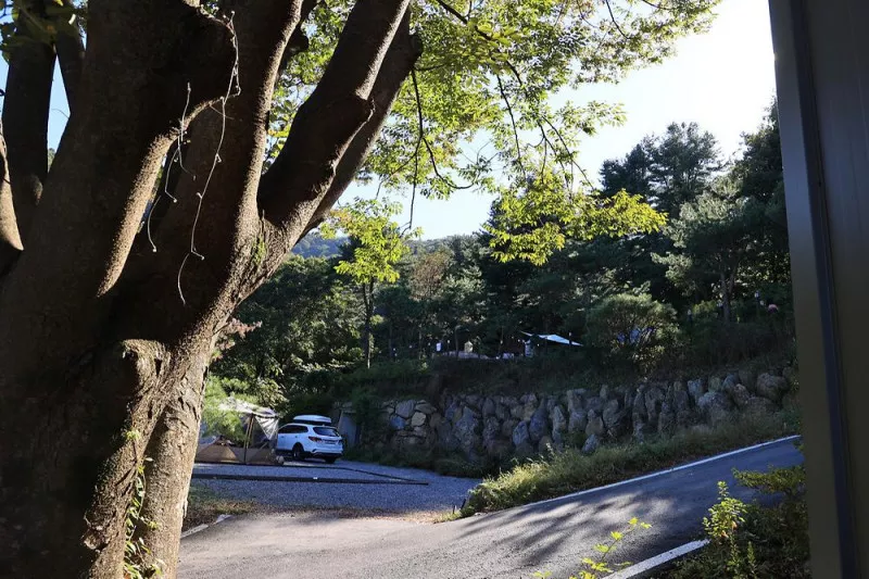 포레스트벨리캠프 8