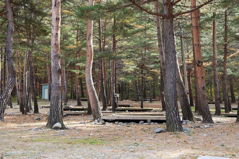 강릉 노추산 힐링캠프 11