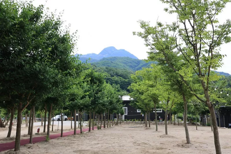 도마치 자연그대로 캠핑장 5