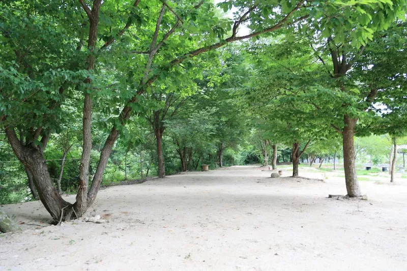 도마치 자연그대로 캠핑장 8