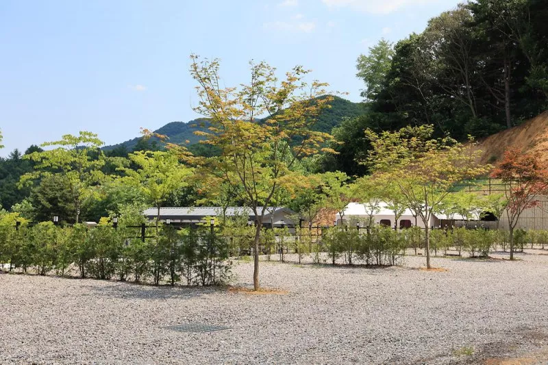 숲속에햇살캠핑장 5