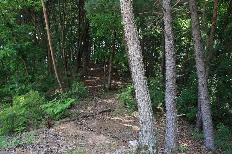 숲속에햇살캠핑장 4