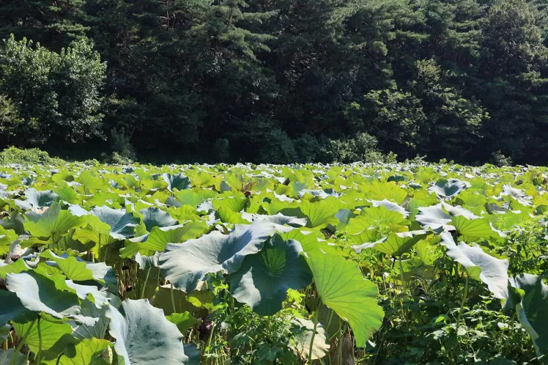 연꽃자리캠핑타운 5