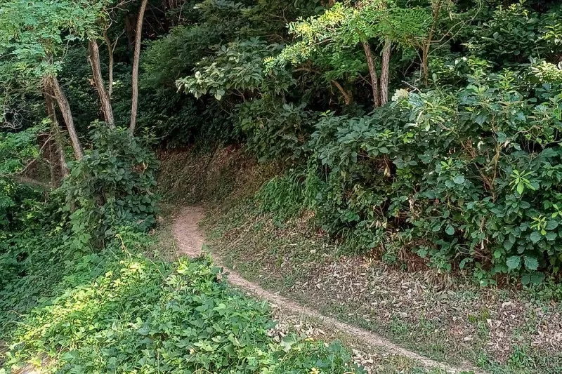 몽상핀 5