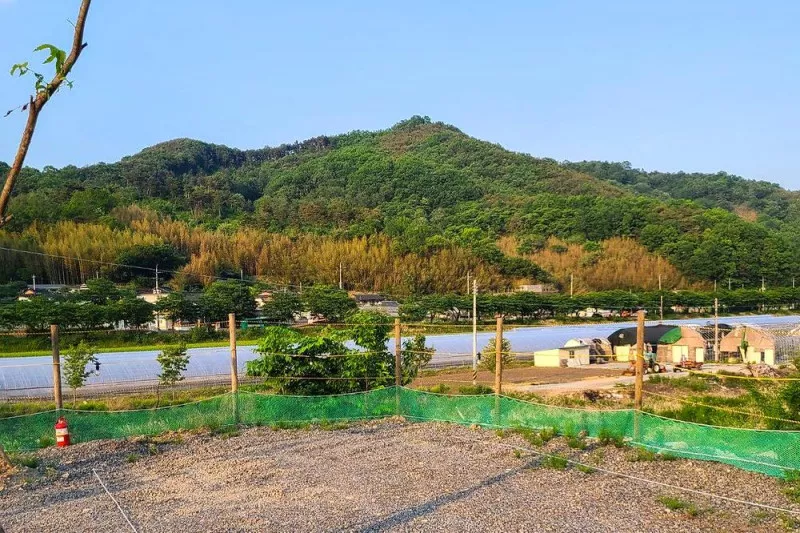 다시캠핑장위드펫 7