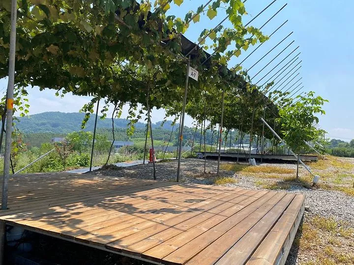 포도길 캠핑장