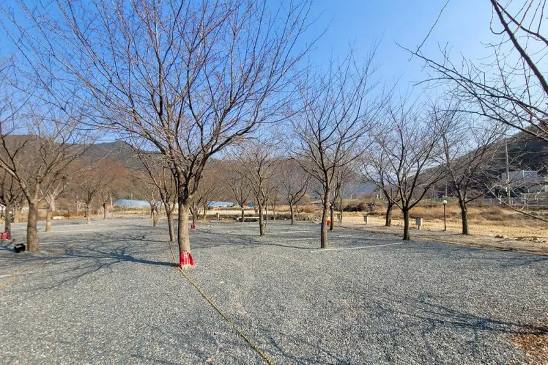 늘푸른캠핑장 10