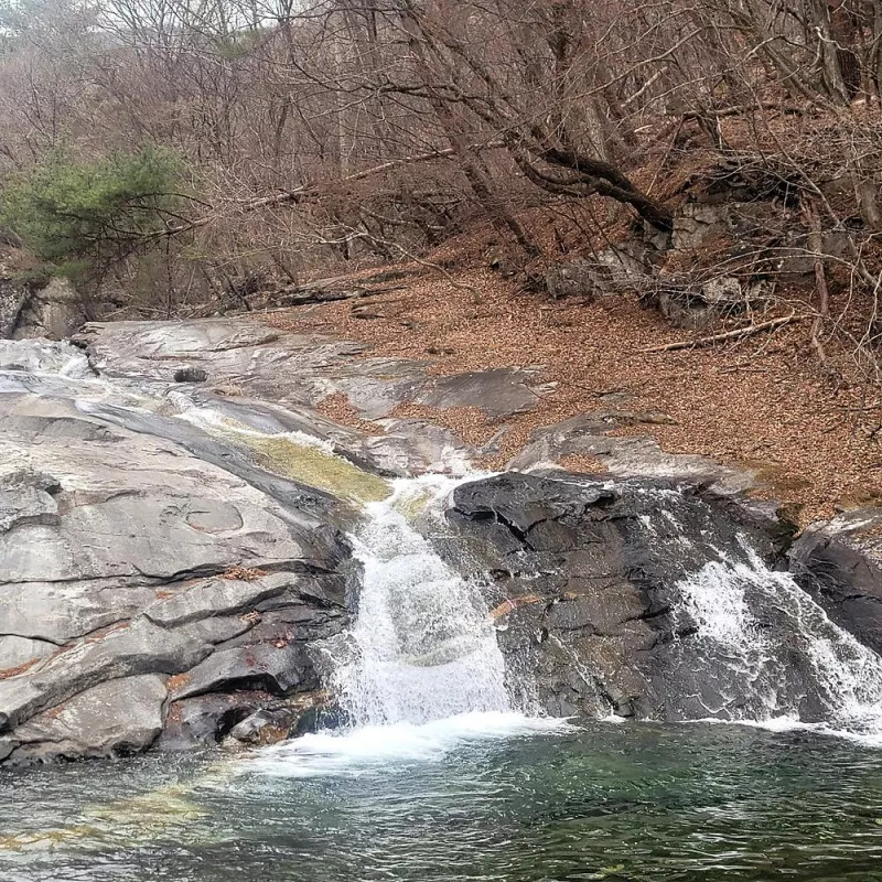 포레 앙비떼 5