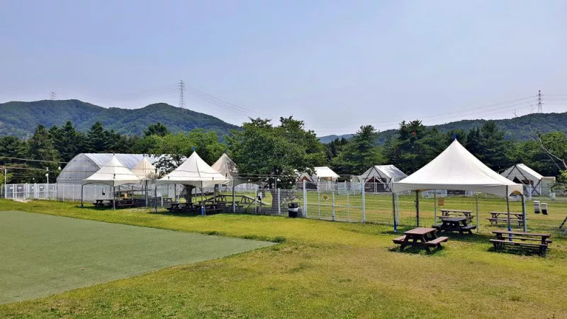 골드펫리조트 7
