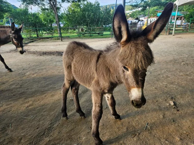 마차박물관 어린이체험 캠핑장 4
