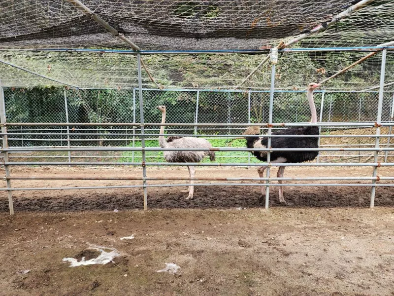 럭셔리 안성(M) 글램핑장 9